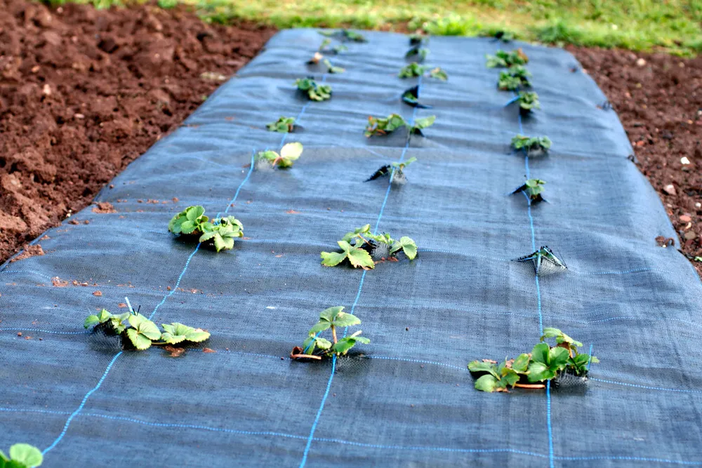 120 m² tissu de sol, bâche anti-mauvaises herbes, bâche de paillage 100 g, 2 m de large, noir