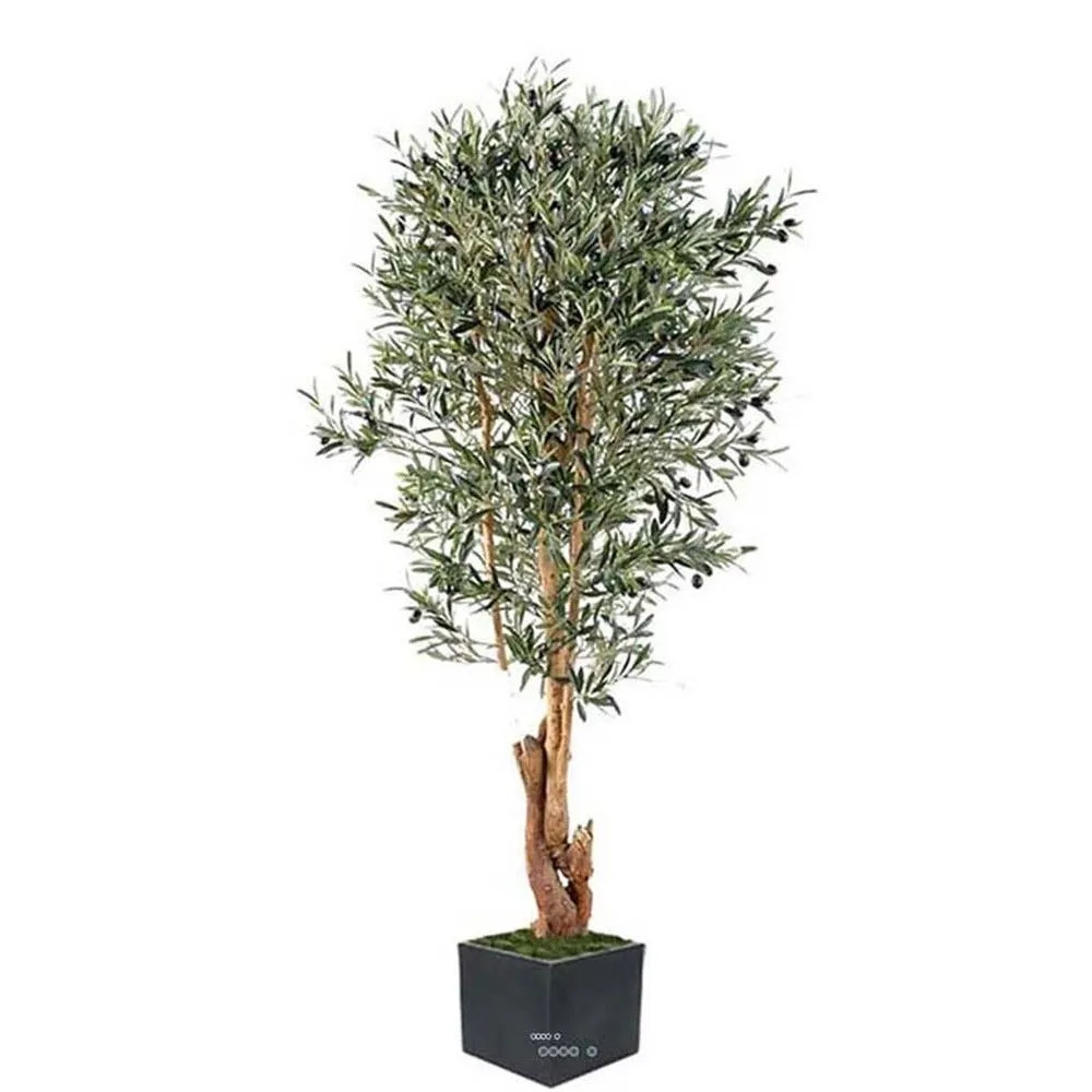 Olivier en pot tronc noueux 150cm