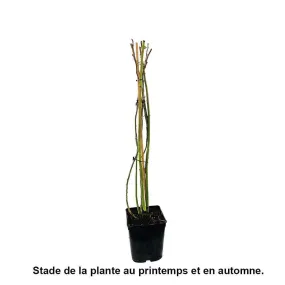 Rosier grimpant 'Ines Sastre®' (Meiteratol) : pot de 5 litres