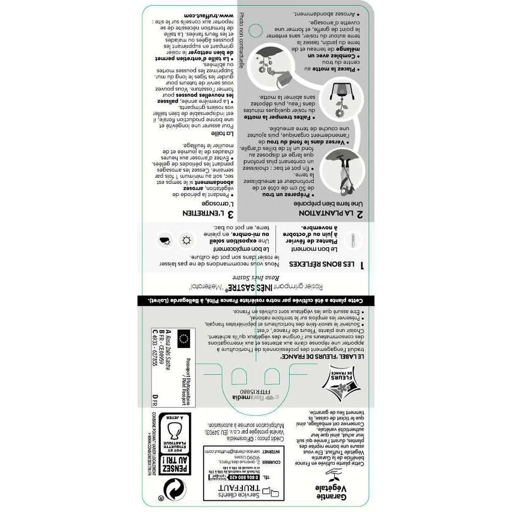 Rosier grimpant 'Ines Sastre®' (Meiteratol) : pot de 5 litres